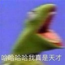 小肥杨