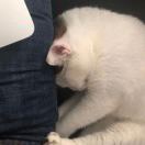 小尼