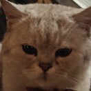 MIAO