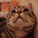 国学老师的头像-WordPress主题模板-zibll子比主题