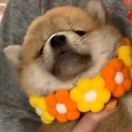 女先生的头像