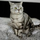 杨先生的头像