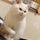 懶得設(shè)置
