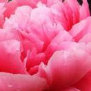 杨洁的头像-宋播播带货工作室