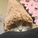 张婧