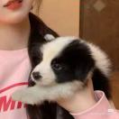 陈飞鹏