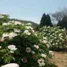 wx_贾林军76