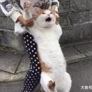 小海豚_55318923