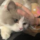 伦敦求租