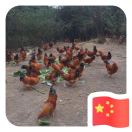 乐乐