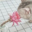 安小安的头像
