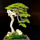 Hùng Xanh