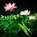 叶莲的头像-华闻时空