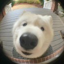 （言之有李）