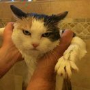这只猫很可爱