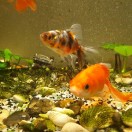 小鱼的头像-优育邦