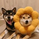 逆风翻潘