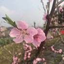 Ⅹiang、Yan《艳》