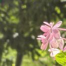 Joie的头像-听雷观止录