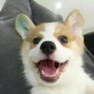 去吧双蛋瓦斯的钢琴谱