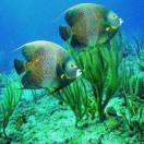 比目鱼的头像-博士钣金 - www.bsbanjin.com