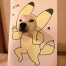 关于它宠物生活馆。