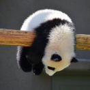 不会游泳的鱼