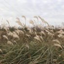 一帆风顺