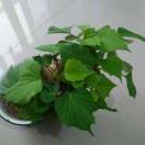 大唐妖女 - 来跳舞 (DJ版)