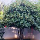 高同學(xué)-https://thirdwx.qlogo.cn/mmopen/vi_32/DYAIOgq83epbRq3gAGUmk41v7KV3IibQBPfmXImj3T4gWfEApM4Qu3rKNx4FoIdQ5EJ8HIIoKwIYHibJ6ibEE1r2A/132