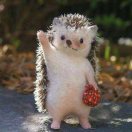 Hedgehog 的头像