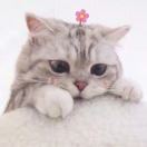 suyi