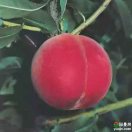 桃園異樹