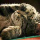 Mr Cat