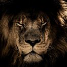 卢波的头像-熵减岛