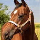 域鑒道墟藏瓷的店鋪