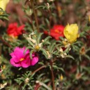 欧晓星的头像-熵减岛