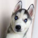 blue。的头像-创薯资源