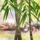 管先生的头像