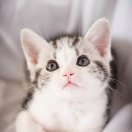 緣兒