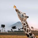 Kelen\'s Dagger of Escape