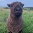 明天见的头像PNETLab模拟器-pnet模拟器-仿真模拟器-pnet-pnetlabPNETLAB模拟器