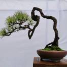 华桩子