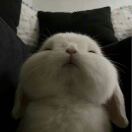 布里斯托求租