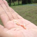 coolfish