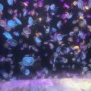 用户88447866-秀琴曲谱网