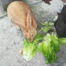 朱良飛