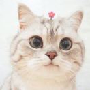 elvinzhou's Avatar