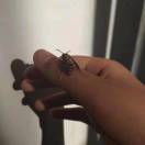 用户头标