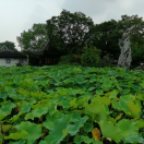 追逐阳光